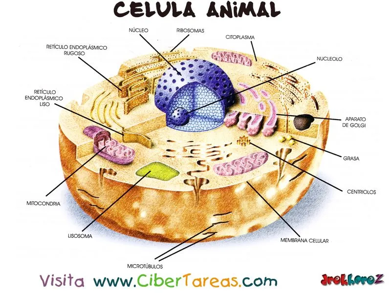 Características - Célula Animal - CiberTareas