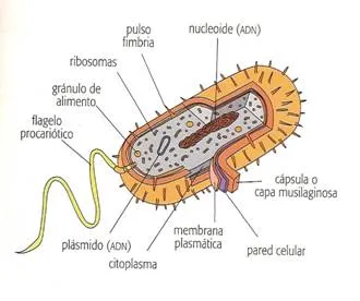 La célula animal (página 2) - Monografias.