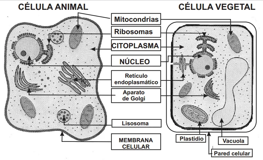 La celula animal y sus partes dibujo para colorear - Imagui