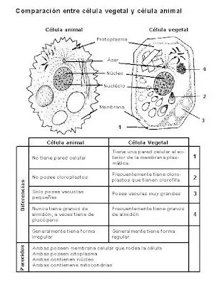 celula animal y sus partes - Hot Celebrity Panties
