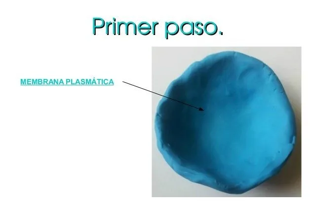 Célula animal con plastilina