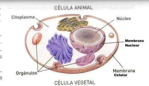 Celula Animal y Vegetal Definición, partes, imagenes