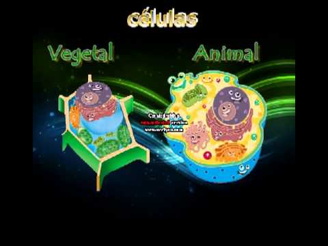 célula animal y vegetal - YouTube