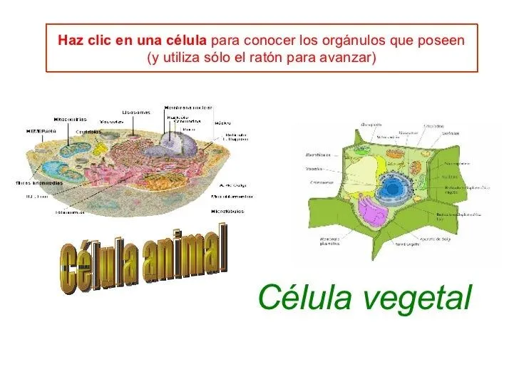 Celula Didactica 2