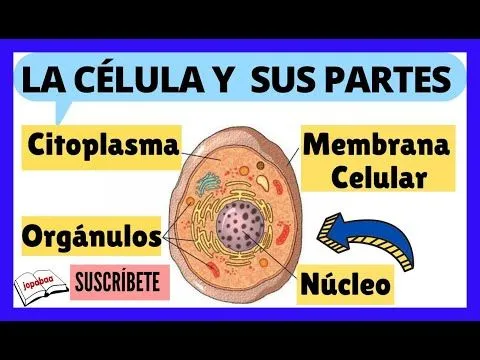 La Célula ¿ Qué es? Y Sus Partes - YouTube