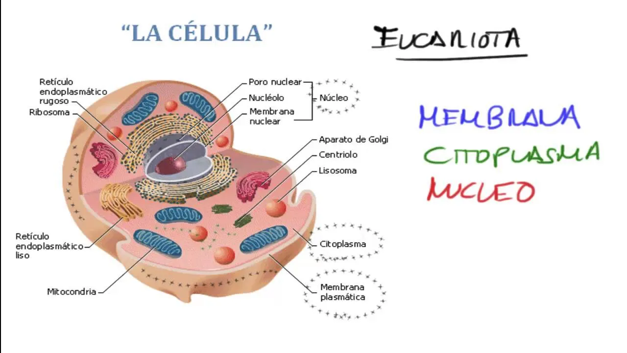 LA CELULA: ESTRUCTURA Y FUNCIONAMIENTO CELULAR. BIOLOGIA - YouTube