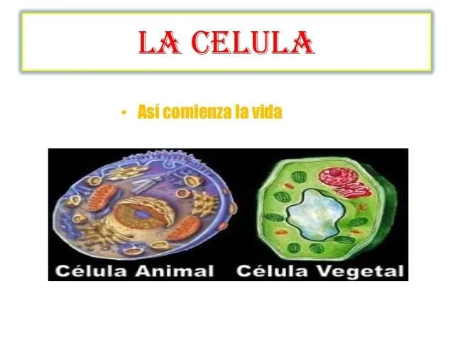 LA CÉLULA: Estructura y maqueta