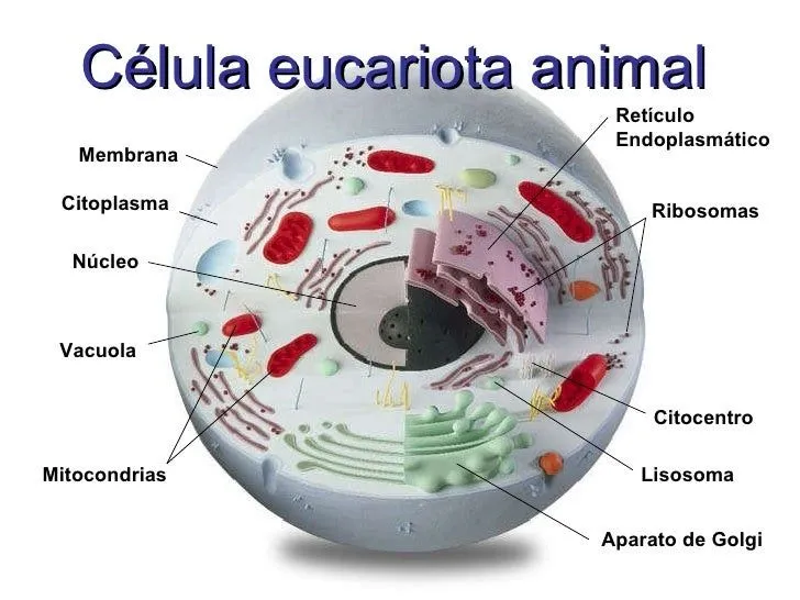 La célula eucariota