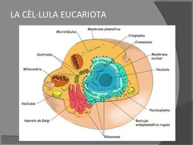 Celula eucariota