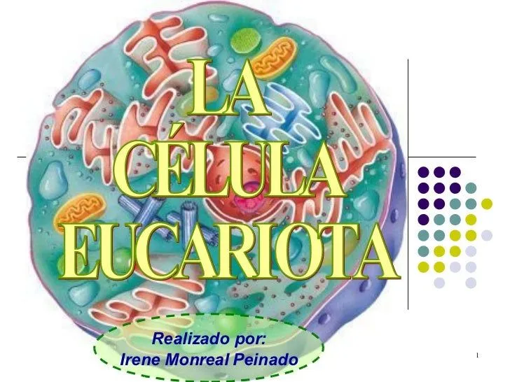 La Celula Eucariota