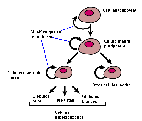 Que es una célula madre?