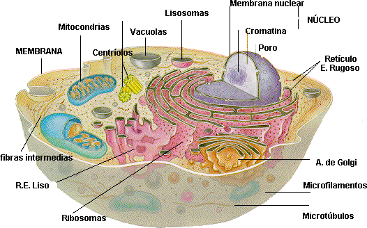 La célula: El Misterioso Mundo de la Célula