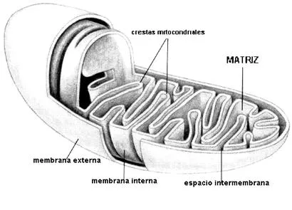 La Célula - Monografias.