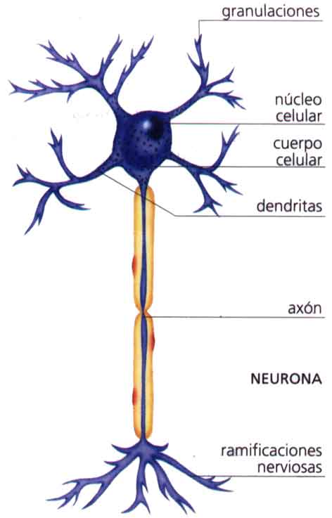 Celula nerviosa-Neurona | Enfermedades de transmision sexual