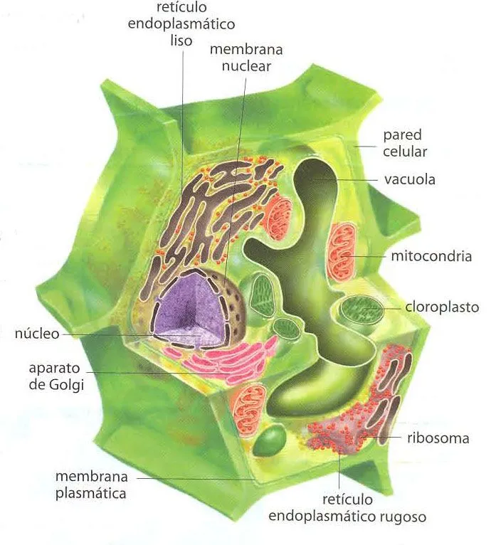 LA CÉLULA y SUS ORGÁNULOS 3.0 | La unidad fundamental de todo ser vivo