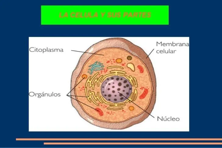 La celula y sus partes