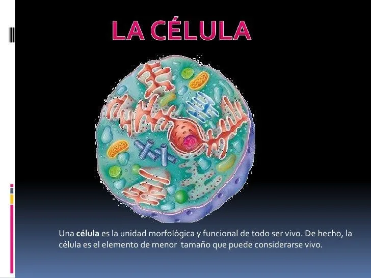 La célula y sus partes