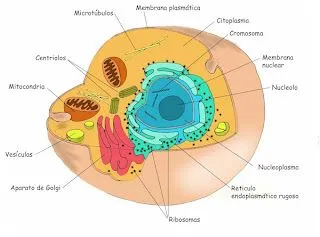 la celula y sus partes: COMPONENTES DE LA CELULA