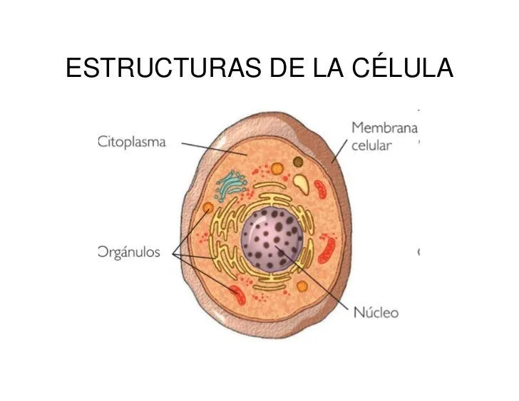 celula power point del dia 27-03-2012