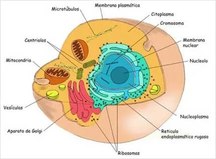 Célula procarionte-eucarionte