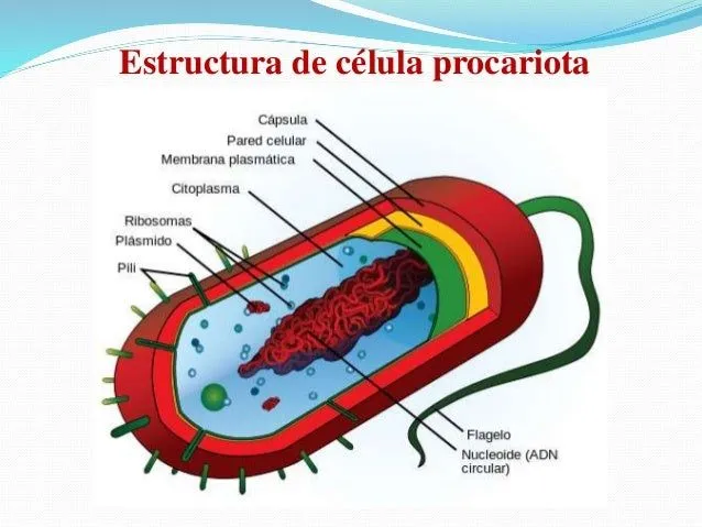 celula-procariota-5-638.jpg?cb ...