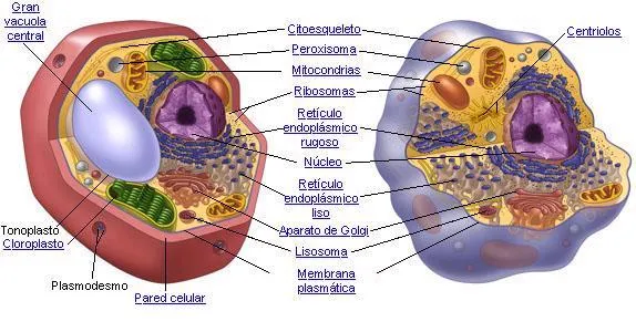 La Célula: Semejanzas y diferencias entre la Célula Animal y Vegetal