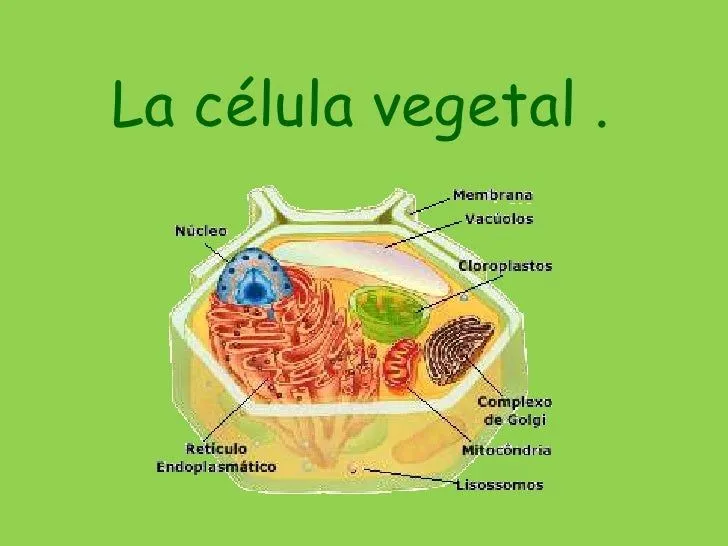 La célula vegetal