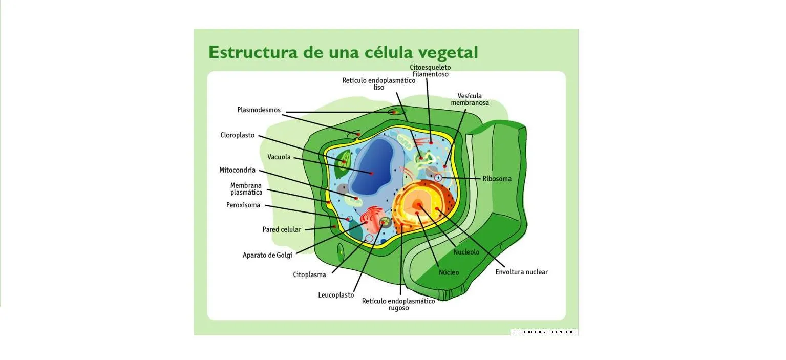 Célula vegetal - Currículum en línea. MINEDUC. Gobierno de Chile.