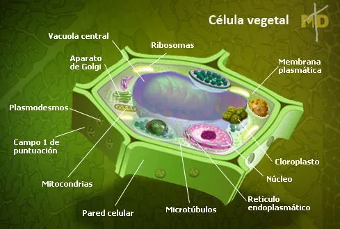 célula vegetal | LABORATORIO EST 79