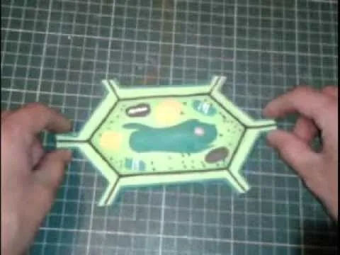 Como Hacer Célula Vegetal Maqueta - YouTube