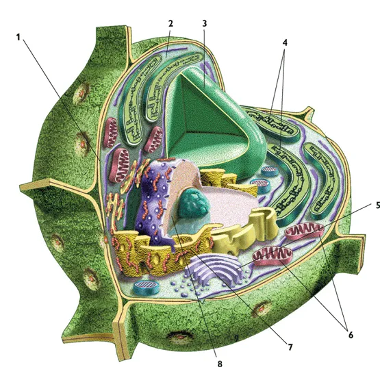 Celula vegetal sin nombres - Imagui