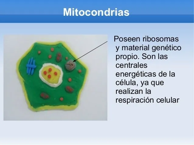 Célula vegetal con plastilina