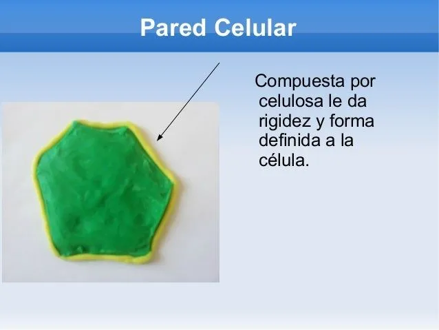 Célula vegetal con plastilina