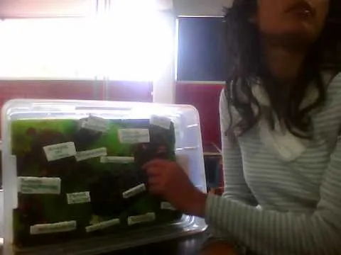 como hacer una celula vegetal Pt. 2 - YouTube