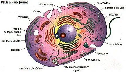 Células