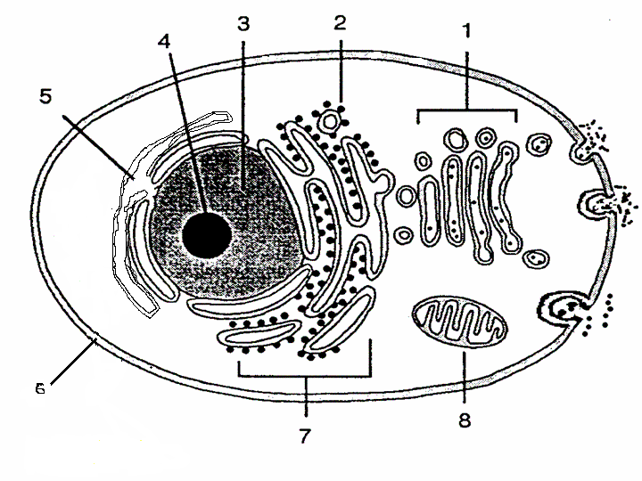 Imagen para pintar de la celula animal - Imagui