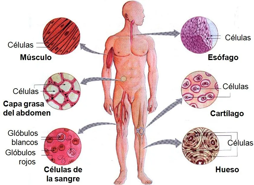 Diferentes células del cuerpo humano ~ Inf Salud - Tu Blog de Salud