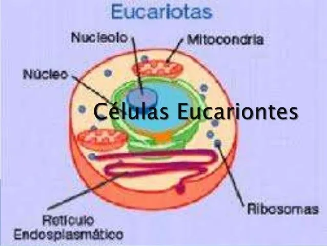 Células eucariontes