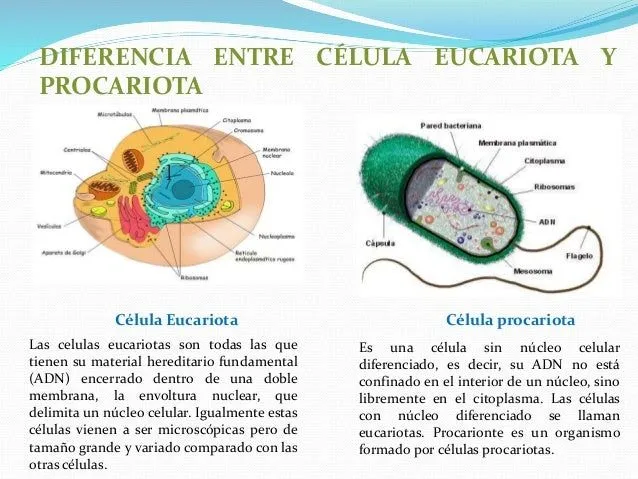 Celulas eucariotas( difernecias eucariotas y procariotas)