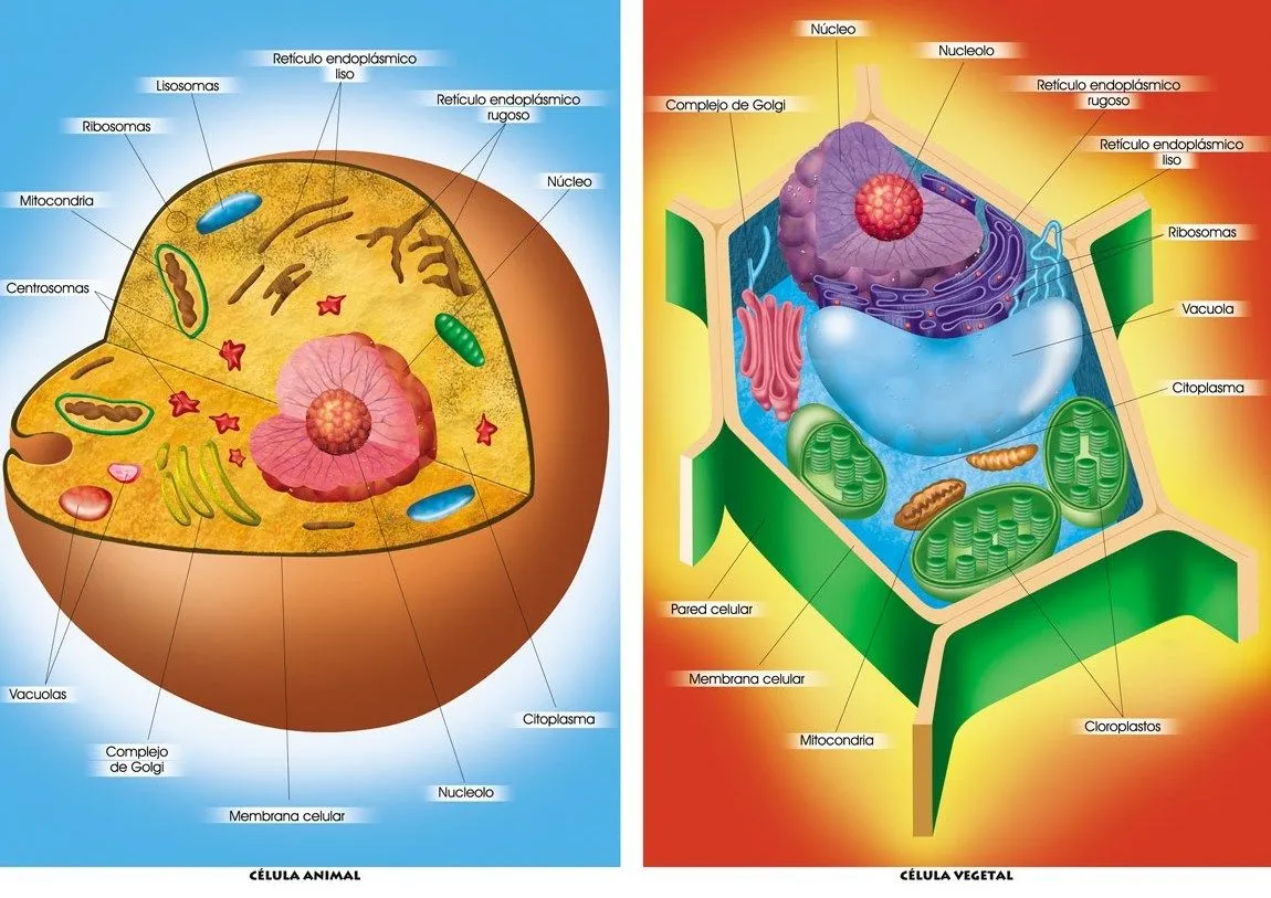 Partes de la celula animal para niños - Imagui