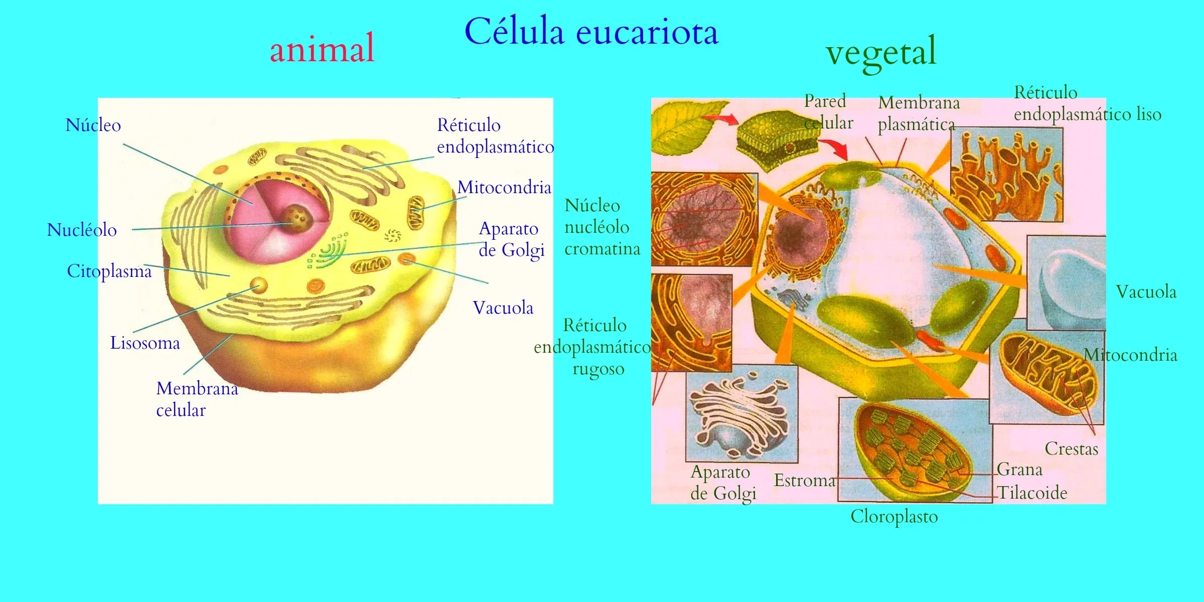 Las células procariotas y eucariotas | Oggisioggino's Blog