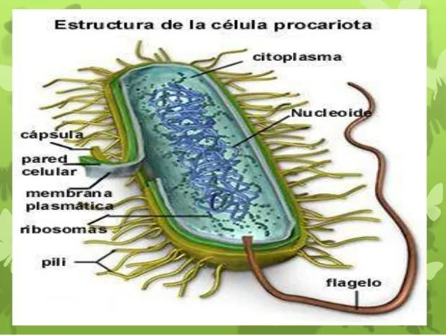 Que son las Celulas Procariotas | TUSALUDESVIDA