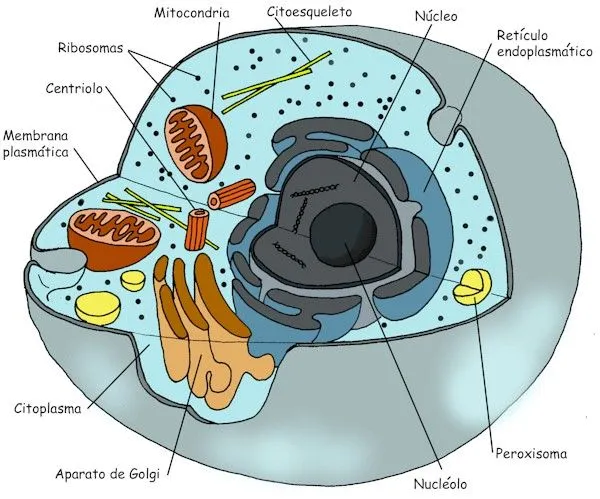 CELULAS VEGETAL Y ANIMAL Y SUS PARTES | BioQuimica