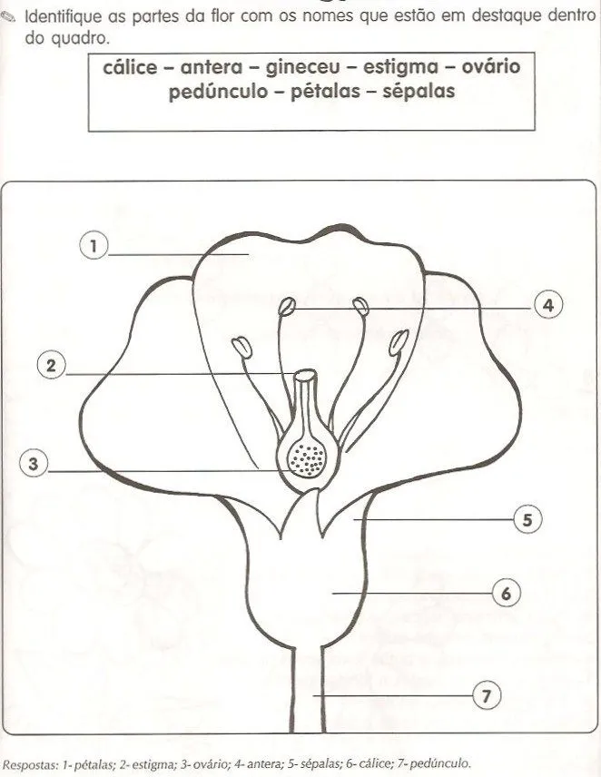 Centro de atividades escolares - Josefa Krysiaki: Partes da flor ...