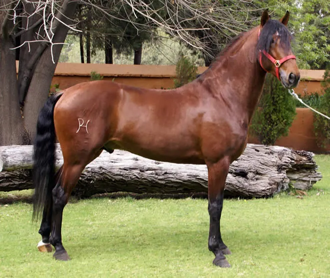 CENTRO ECUESTRE TORDESILLAS: Las Capas y Marcas de los Caballos.