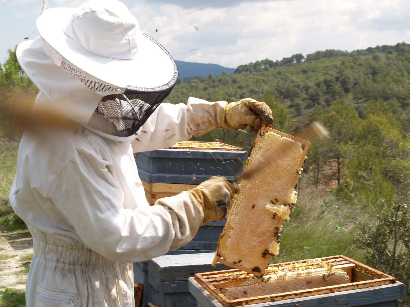 Centro médico TEIDE: Apicultura Ecológica