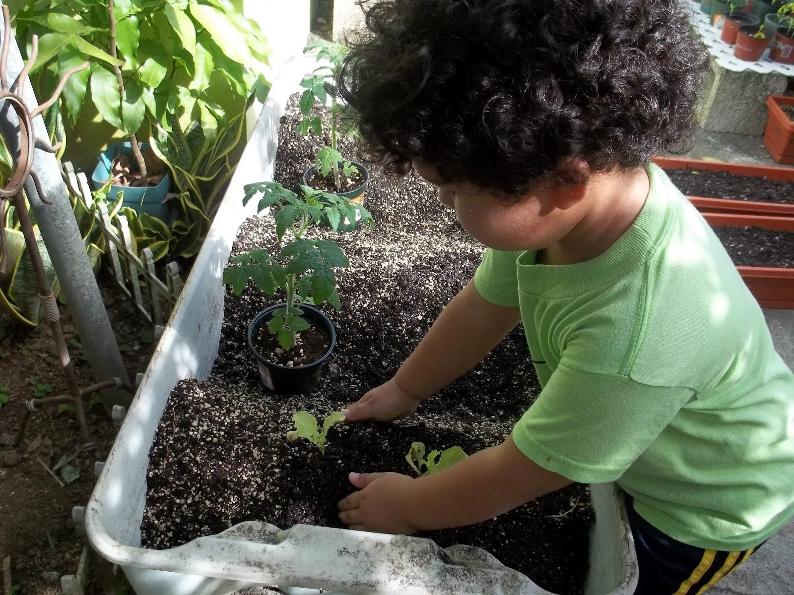 Centro Niños en Acción: Sembrando lechugas del país