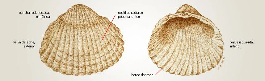 Cerastoderma edule (nombre científico) / Ictioterm.es
