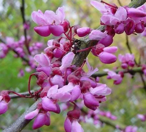 El cercis ciliquastrum