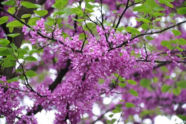 El cercis ciliquastrum